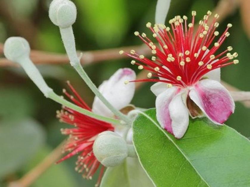 생-젤리-뒤-페스크 Feijoa 빌라 외부 사진